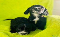 Cocker Spaniel dogs for sale: Ready now cocker spaniels  - Image 3