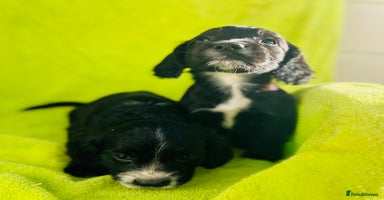 Cocker Spaniel dogs - Advert 31