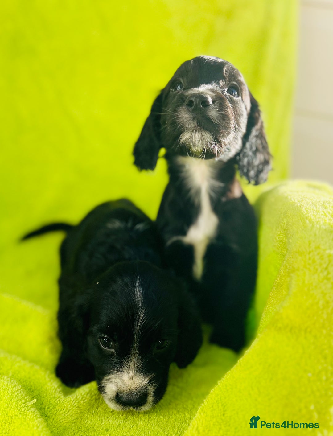 Cocker Spaniel dogs for sale: Ready now cocker spaniels  - Image 3