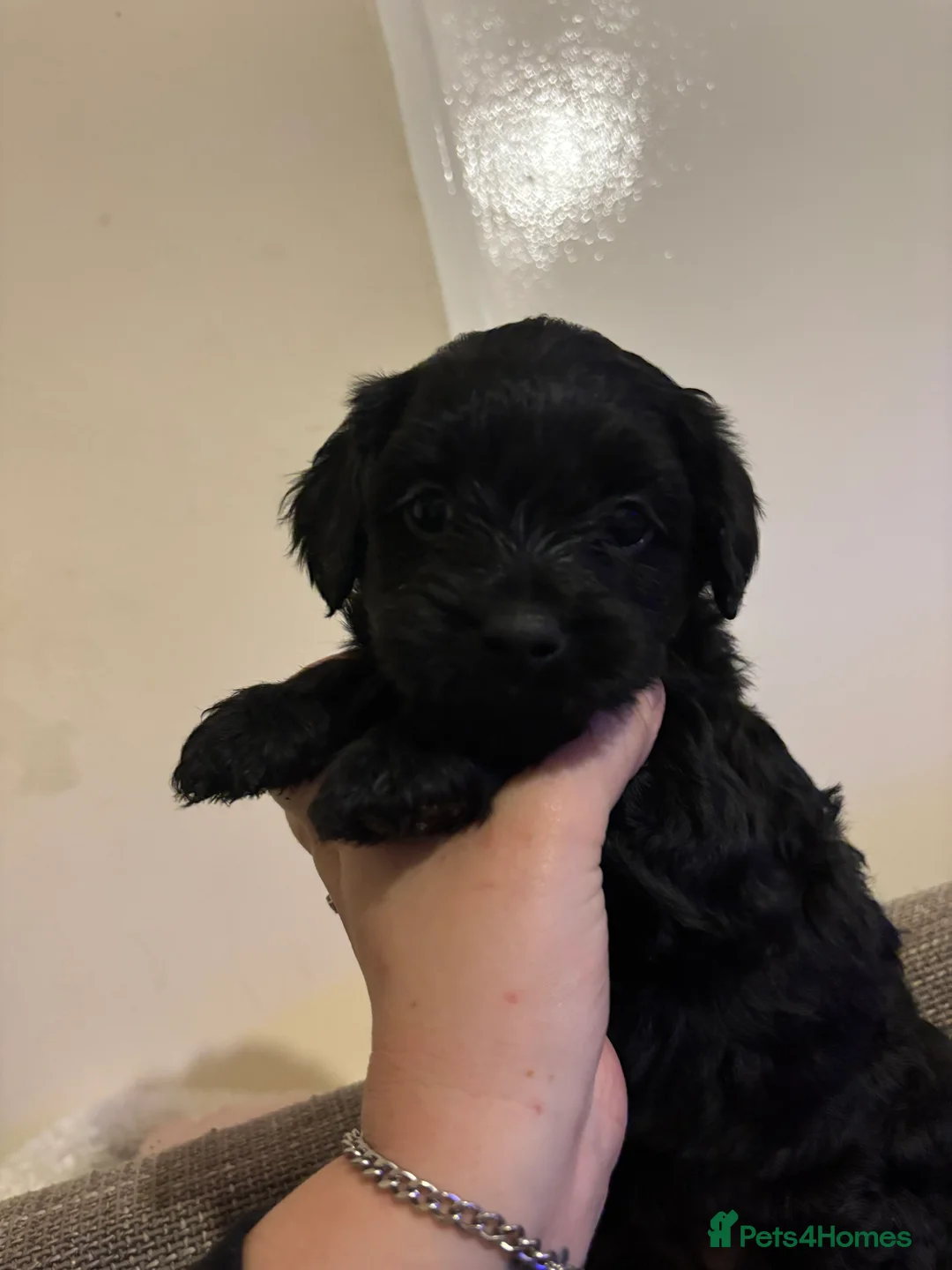 Mixed Breed dogs for sale: One girl puppie - Advert 11