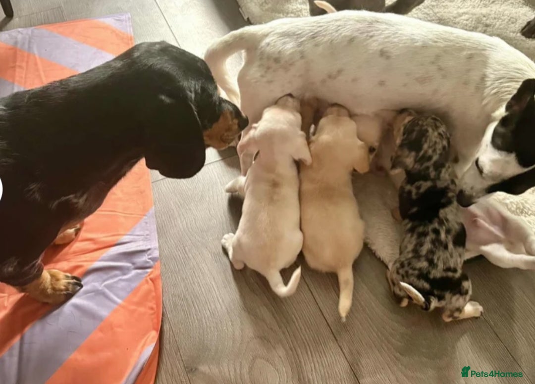 Mixed Breed dogs for sale: Miniature Jackweenie Puppy For Sale  - Image 9
