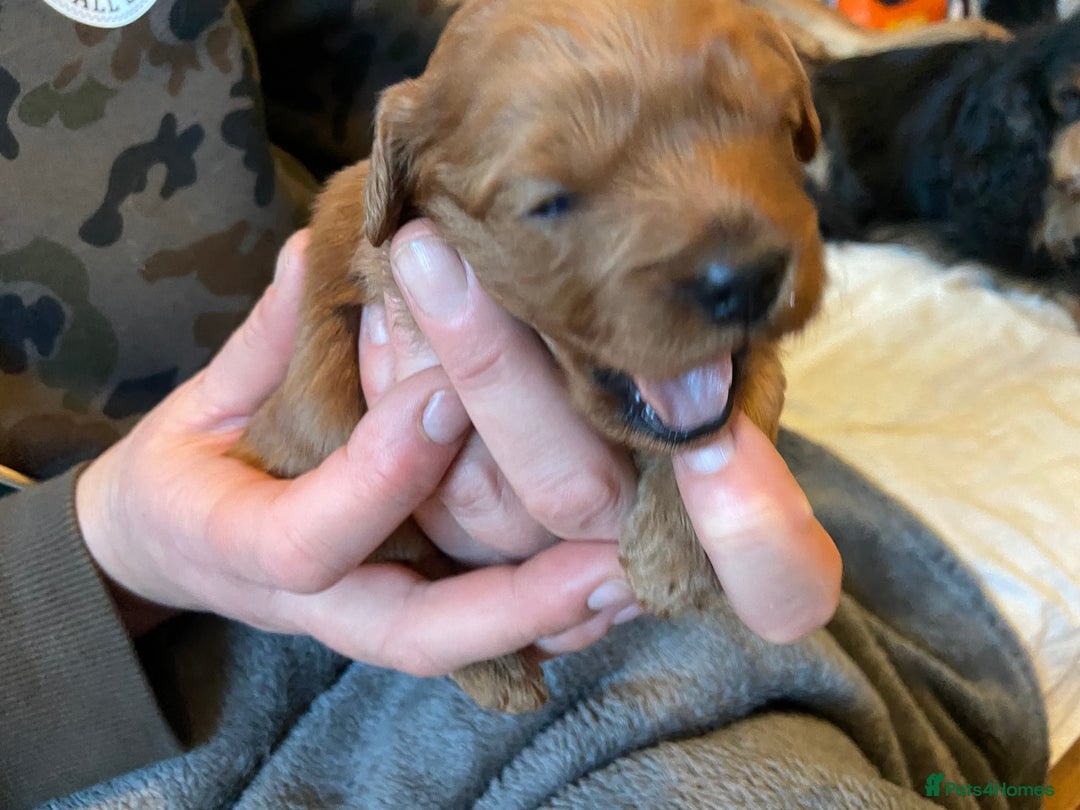 Cavapoo dogs for sale: Last 2 A1 Ruby/red Christmas Cavapoos 07816222523 in Derby - Image 3