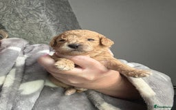 Mixed Breed dogs for sale: Cavapoochon Puppies 🌟🌟 1 Girl remaining 🌟🌟 - Image 25