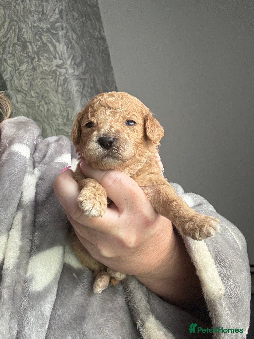 Mixed Breed dogs for sale: Cavapoochon Puppies 🌟🌟 1 Girl remaining 🌟🌟 - Image 25