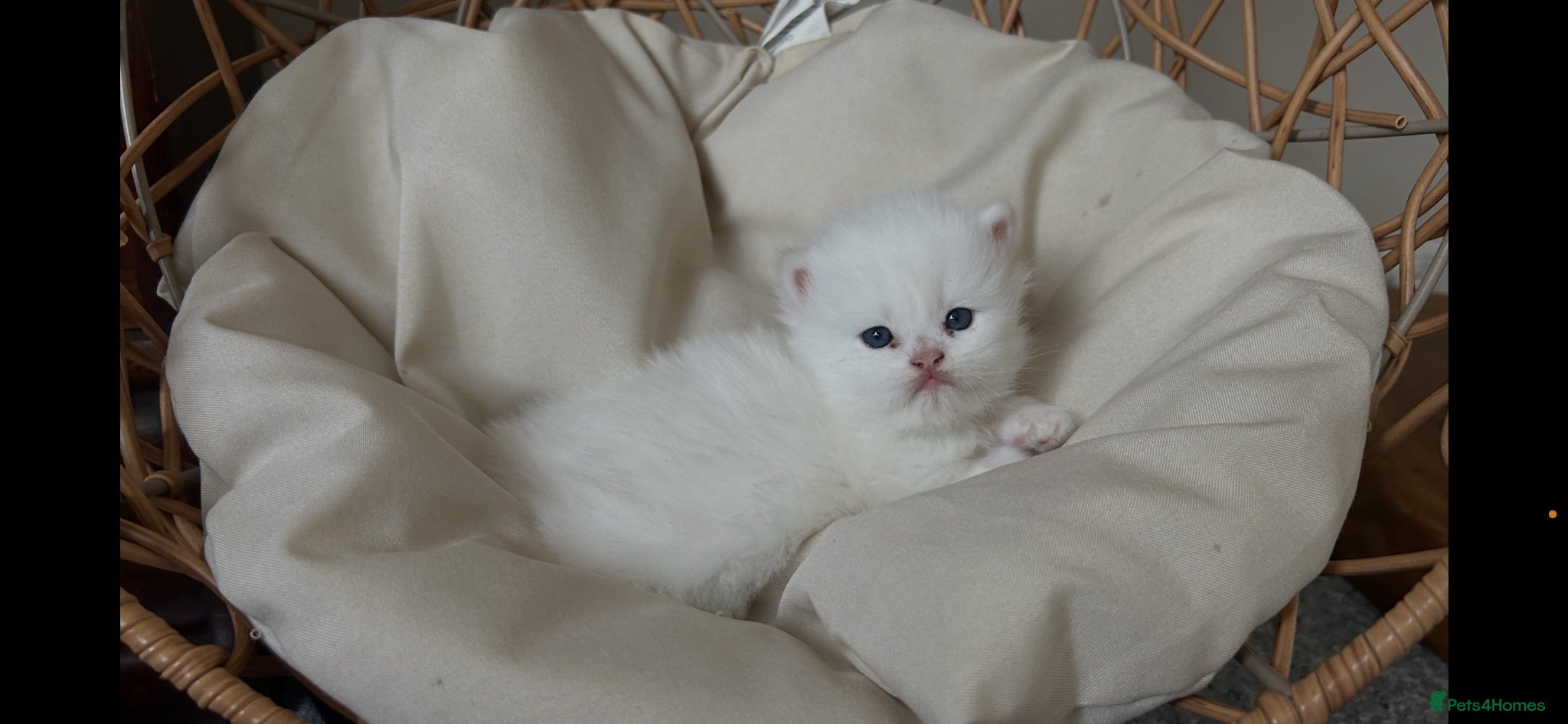 Munchkin cats Sweetest Personality Guaranteed-Fur Babies 🤗 - Advert 2