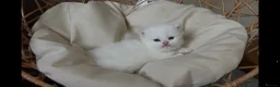 Munchkin cats for sale: Sweetest Personality Guaranteed-Fur Babies 🤗 - Advert 2