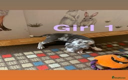 Staffordshire Bull Terrier dogs for sale: RARE BLUE MERLE STAFFORDSHIRE BULL TERRIER PUPPIES - Image 4
