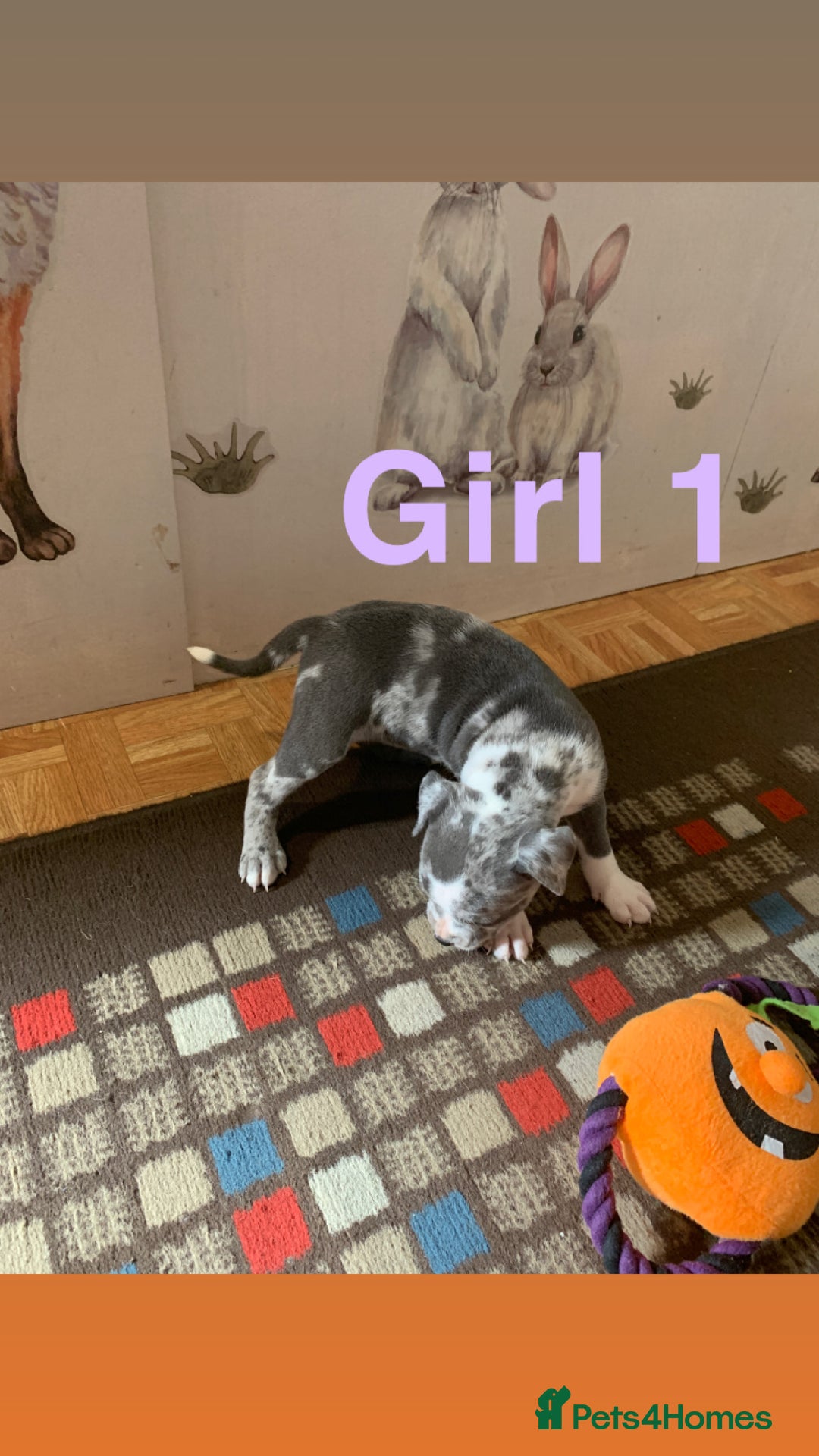 Staffordshire Bull Terrier dogs for sale: RARE BLUE MERLE STAFFORDSHIRE BULL TERRIER PUPPIES - Image 4