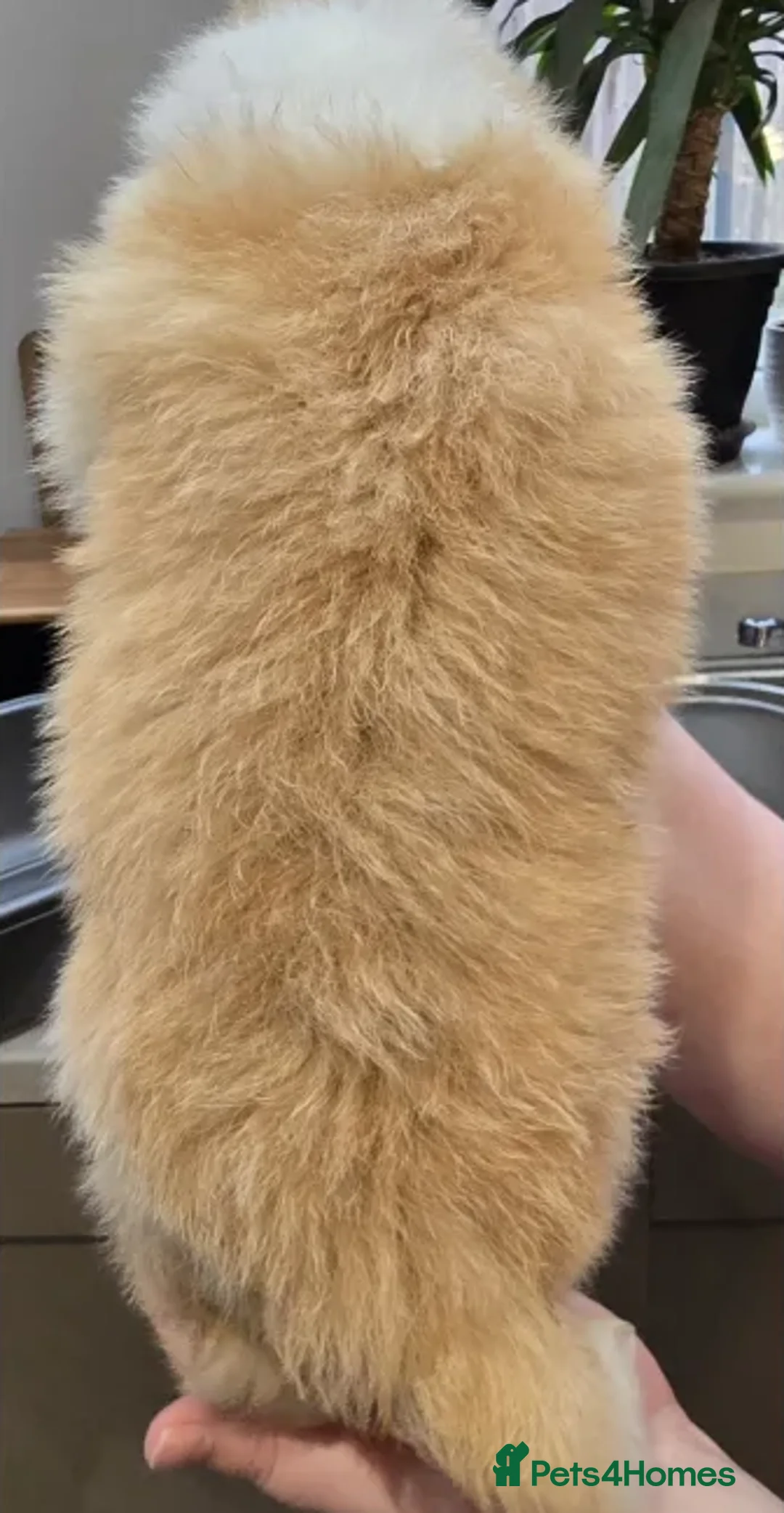 Border Collie dogs for sale: Perfect for Active Homes-Brilliant Border Collies - Advert 19