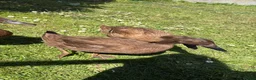 Ducks poultry for sale: 3 female khaki Campbell ducks  - Advert 3