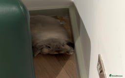 English Lop rabbits for sale: Cute Lop for sale - Image 7