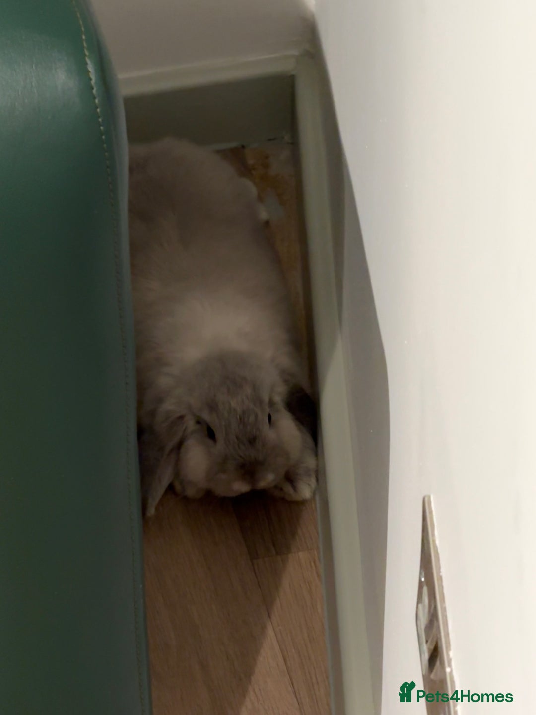 English Lop rabbits for sale: Cute Lop for sale - Image 7