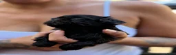 Shih Tzu dogs for sale: 4 Beautiful Shih Tzu Puppies - Advert 8