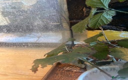 Stick Insects invertebrates for sale: Stick Insects for sale - Image 1