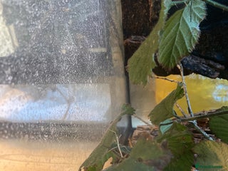 Stick Insects invertebrates - Advert 3
