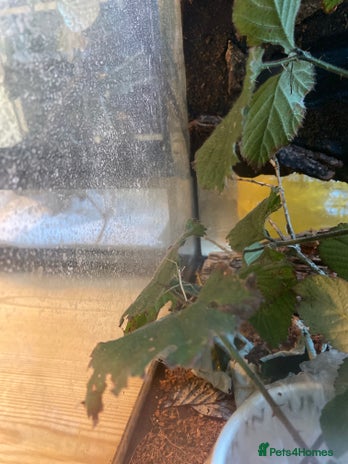 Stick Insects invertebrates - Advert 1