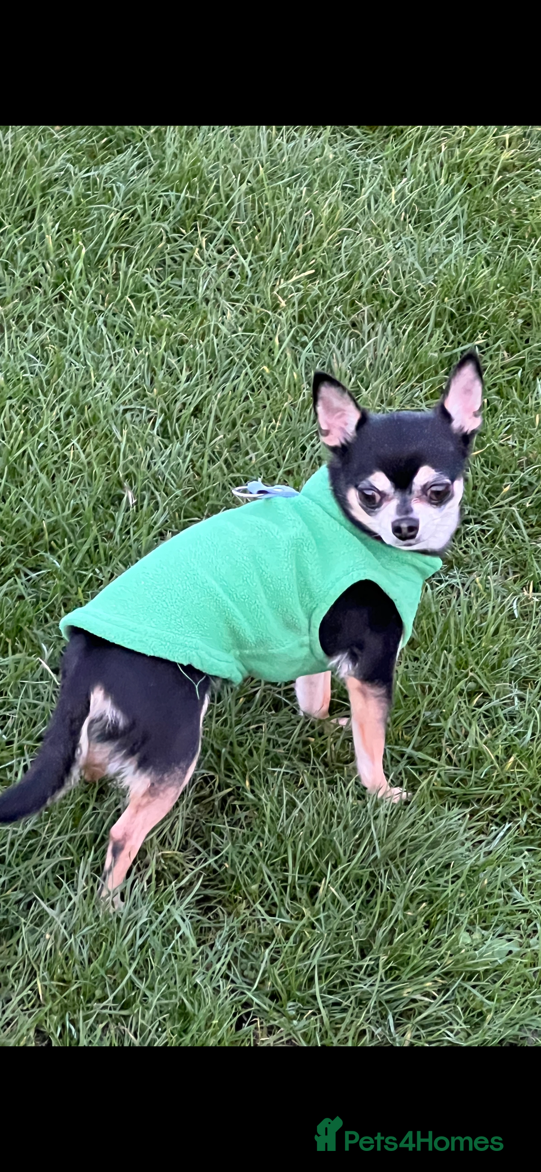 Chihuahua dogs for sale: Tri Colour Chihuahua Girl Seeking a Loving Home. - Advert 9