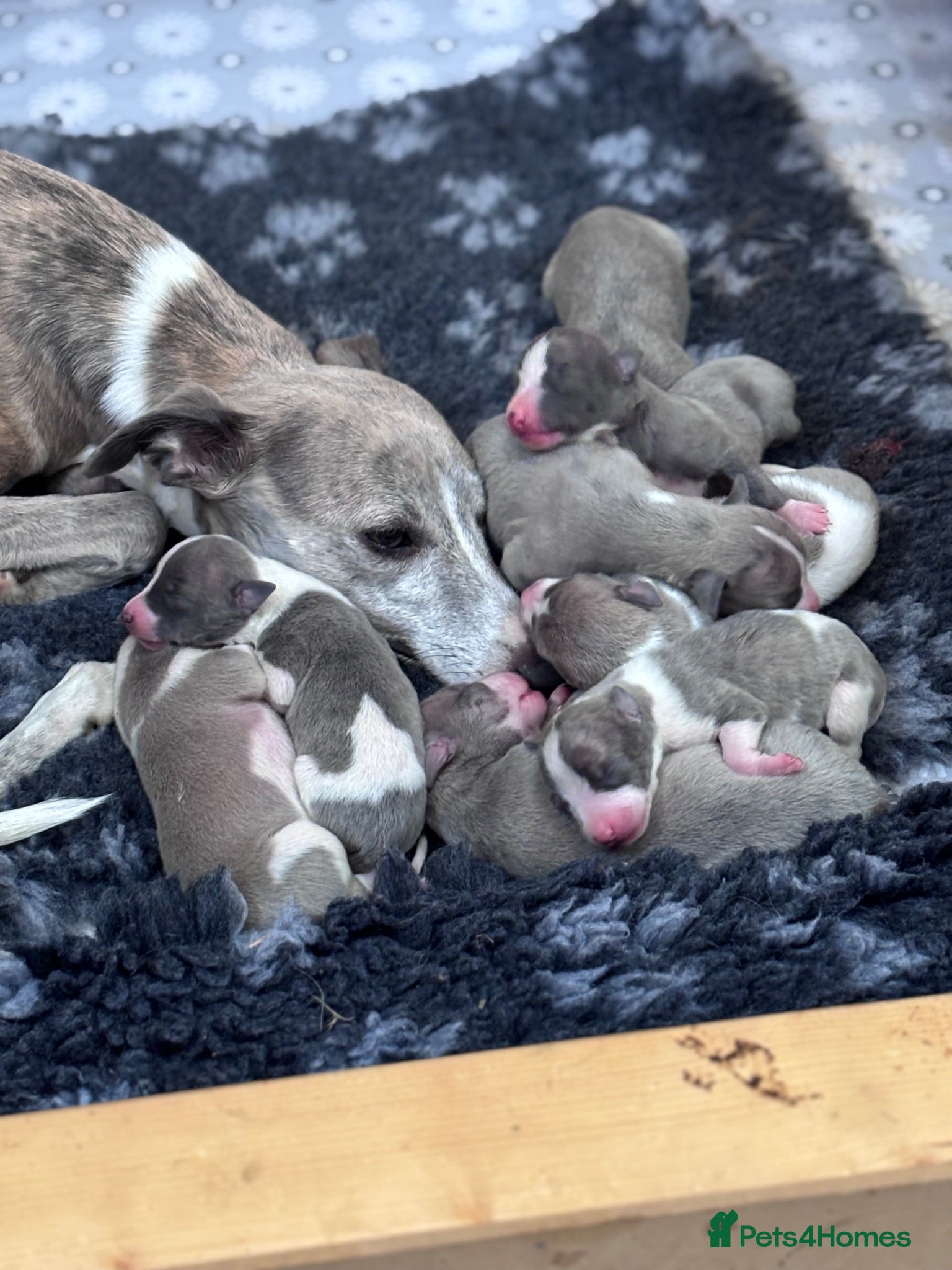 Whippet dogs Beautiful chunky KC blue fawn brindle whippet pups - Advert 2
