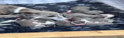 Whippet dogs for sale: Beautiful chunky KC blue fawn brindle whippet pups in Market Harborough - Advert 2