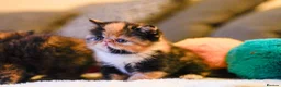 Persian cats for sale: Exotic Persian kittens  - Advert 7