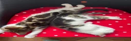 Mixed Breed cats for sale: Beautiful kittens looking for a loving homes  - Advert 21