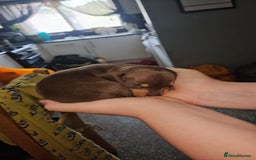 Mixed Breed dogs for sale: Pug x miniature dachshund *Only one left* - Image 19
