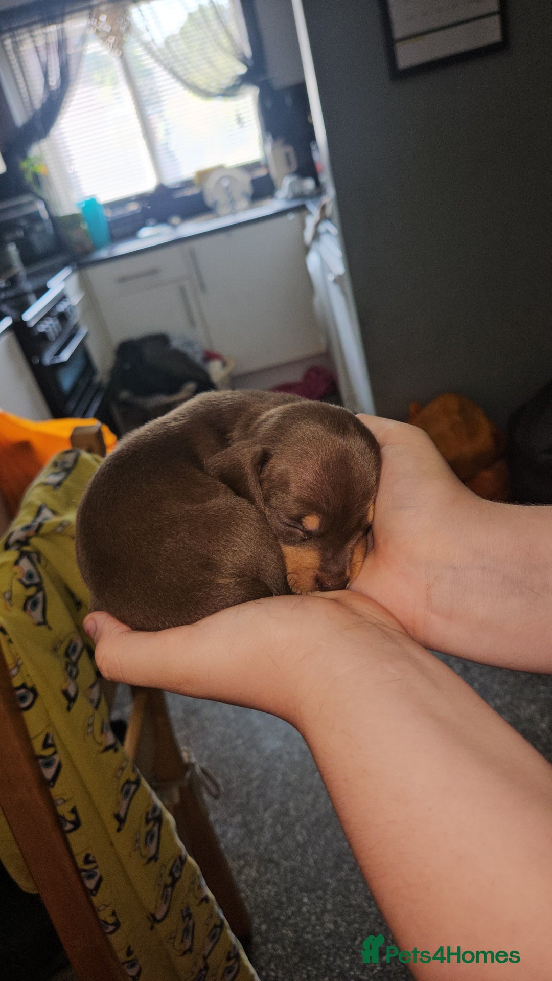 Mixed Breed dogs for sale: Pug x miniature dachshund *Only one left* - Image 19