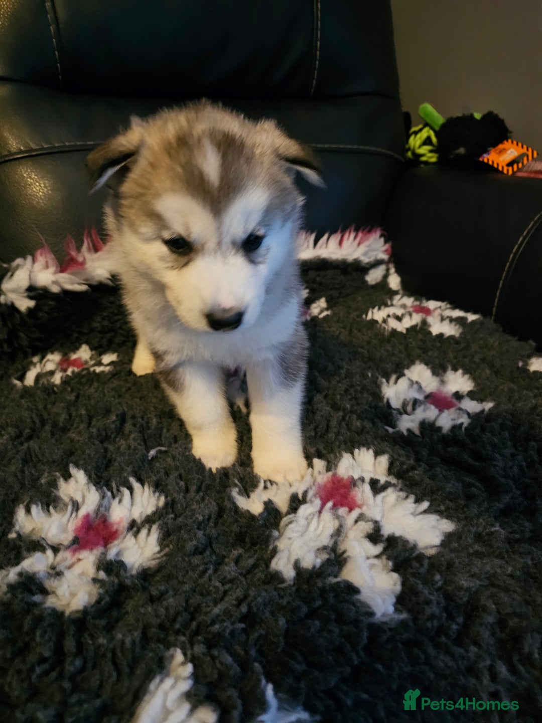Siberian Husky dogs for sale: 5 beautiful siberian husky fur babies - Advert 4