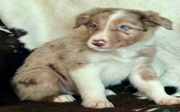 Border Collie dogs for sale: Stunning Merle Border Collie puppies.  - Image 18