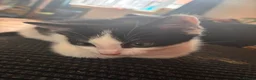 Mixed Breed cats for sale: 12 week old male  - Advert 7