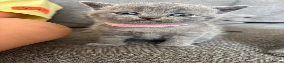 British Shorthair Kitten 6