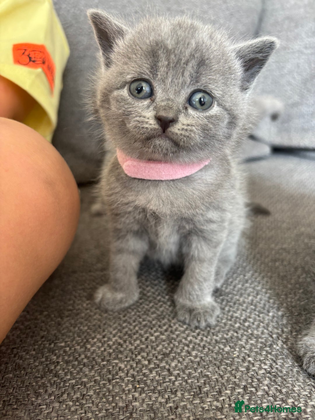 British Shorthair cats for sale: British Shorthair Kittens   - Image 7