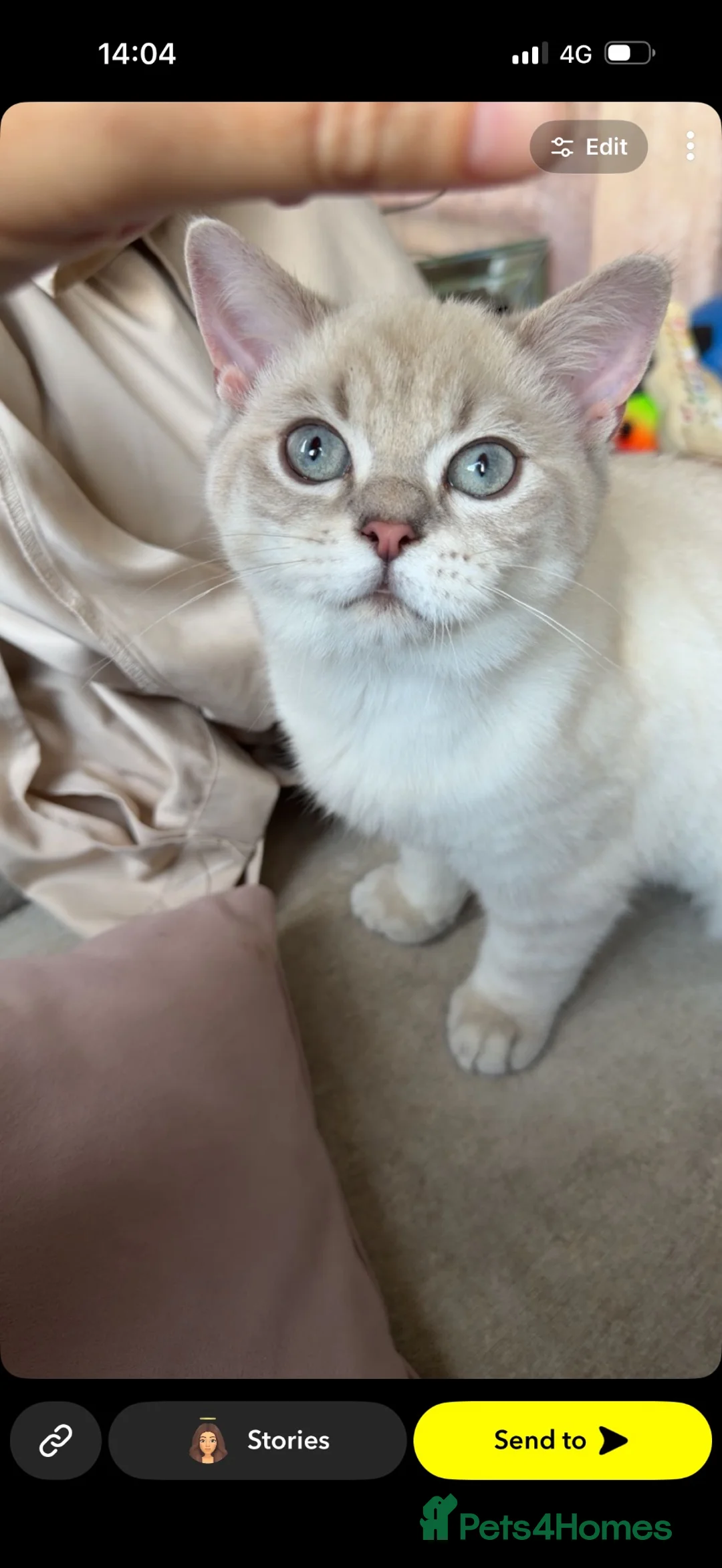 Scottish Fold cats for sale: Beautiful breeding pair  in Sunderland - Advert 2
