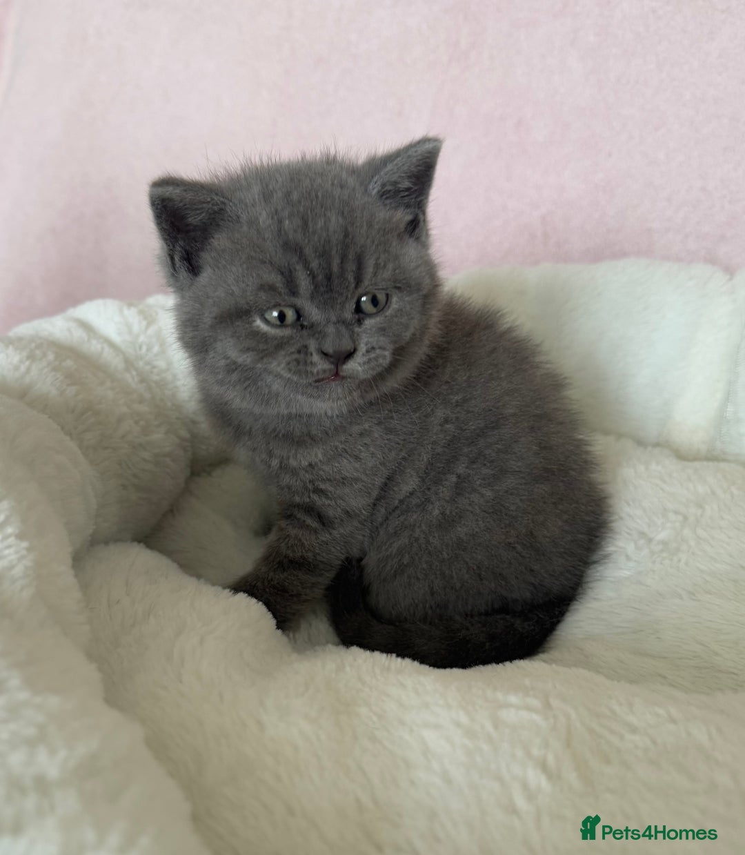 British Shorthair cats for sale: British shorthair kitten  - Image 4