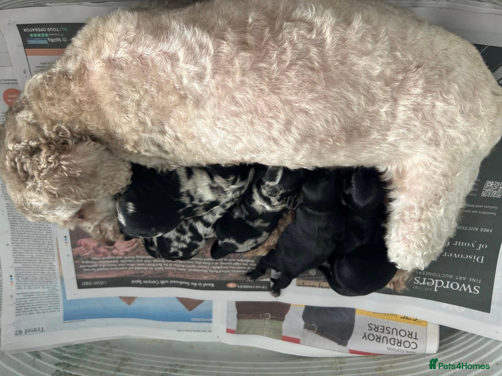 Cavapoo dogs Gorgeous F1 Cavapoo puppies - Advert 2