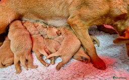 Labrador Retriever dogs for sale: Kc reg fox red Labradors  - Advert 5