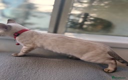 Bengal cats for sale: Snow Lynx Bengal Kittens - Image 23