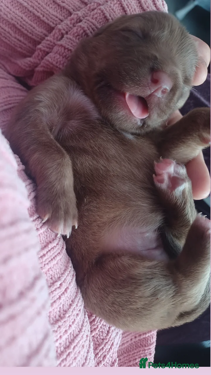 Mixed Breed dogs CANE COLLIE hybrid  - Advert 10