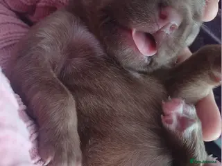 Mixed Breed dogs CANE COLLIE hybrid - Advert 10