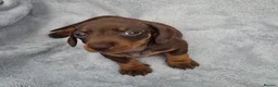 Miniature Dachshund dogs for sale: Gorgeous KC Reg, PRA Clear miniature dachshunds - Advert 6