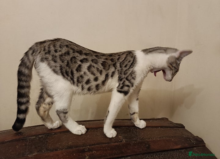 Mixed Breed cats G5 Asian Leopard Bengal X Kittens  - Advert 5