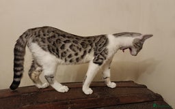 Bengal cats for sale: Bedazzled Early Generation Bengal kittens  - Image 1