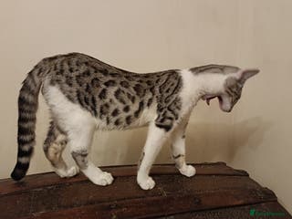 Mixed Breed cats G5 Asian Leopard Bengal X Kittens - Advert 4