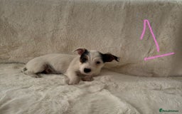 Mixed Breed dogs for sale: Sealyham x Jack Russell - Image 11