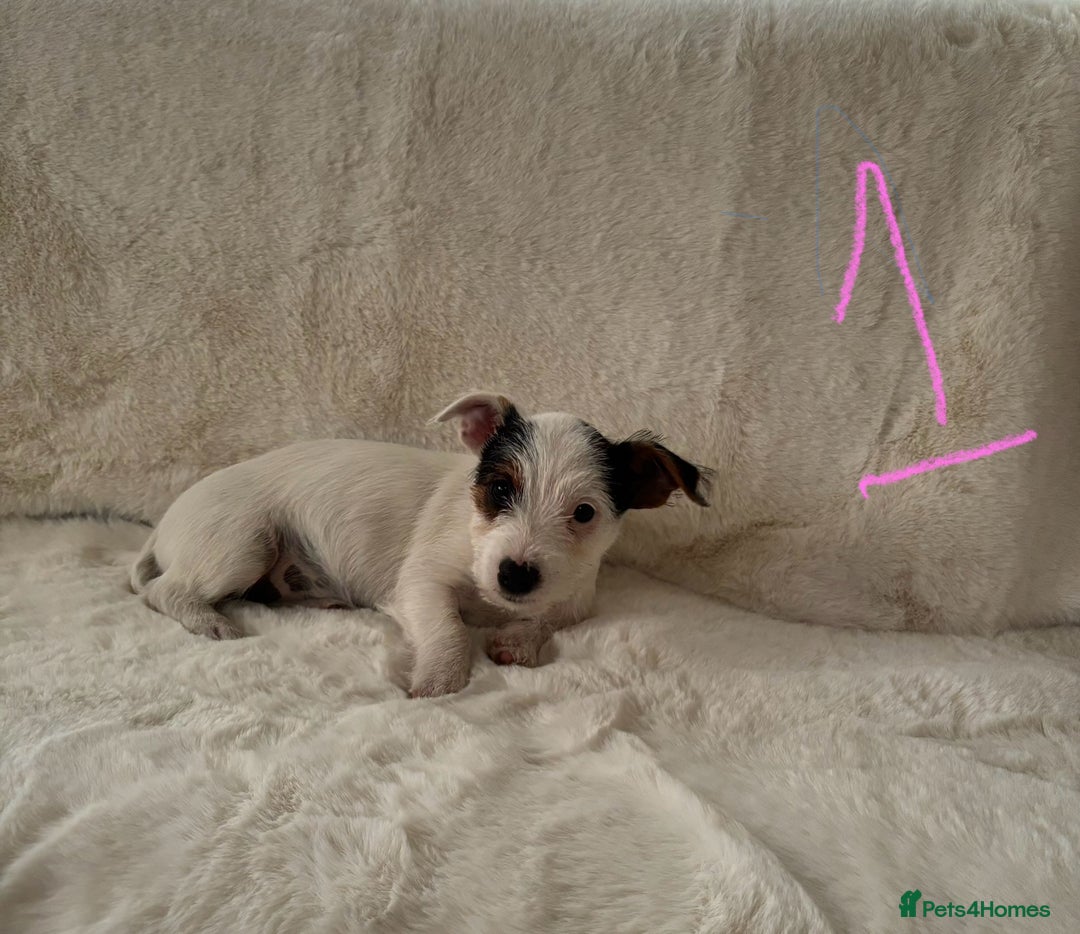 Mixed Breed dogs for sale: Sealyham x Jack Russell - Image 11