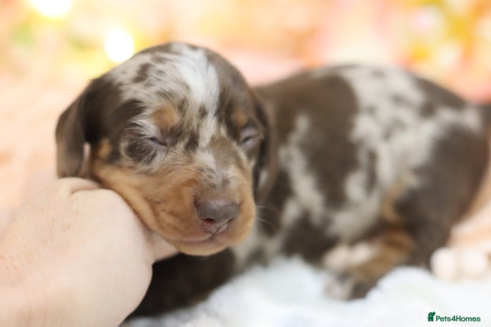 Miniature Dachshund dogs - Advert 3