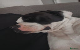 American Bulldog dogs for sale: Albie the American bulldog  - Image 10
