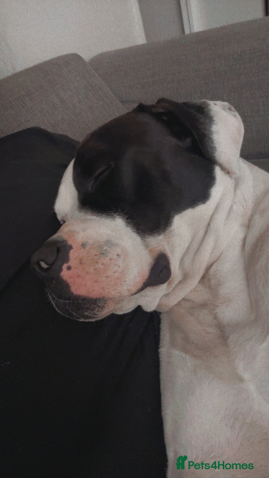American Bulldog dogs for sale: Albie the American bulldog  - Image 10