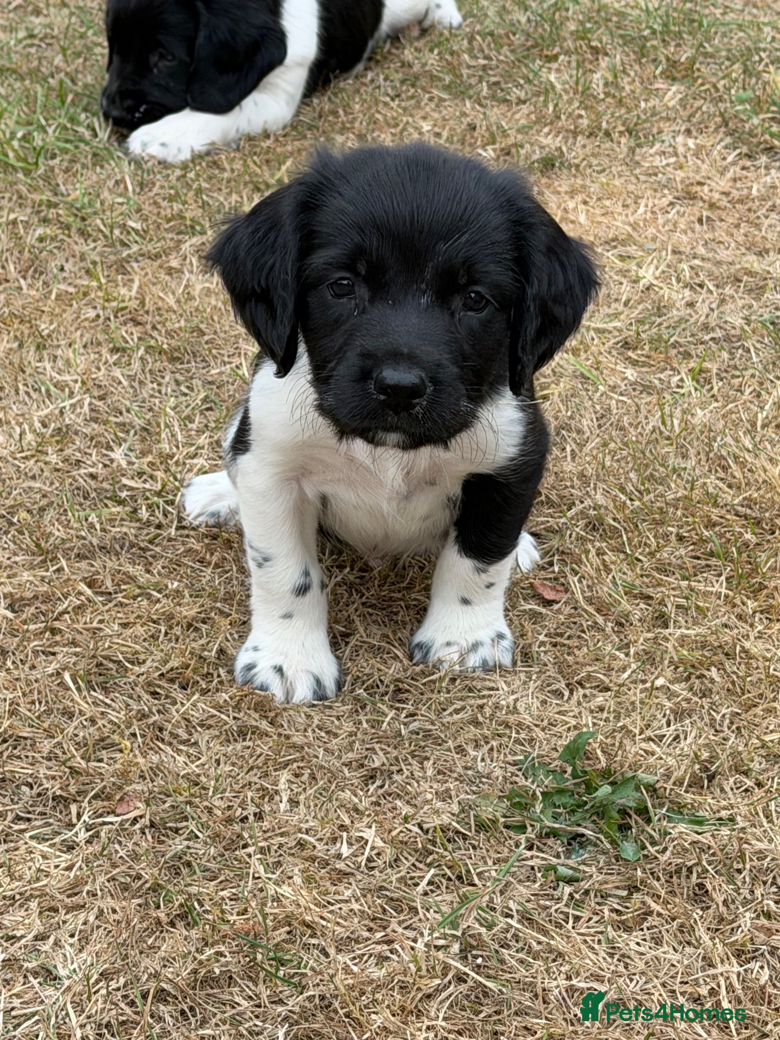 English Springer Spaniel dogs Beautiful Springer Spaniel Puppies  - Advert 16