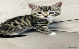 Domestic Shorthair cats for sale: The lovely 8 week kitten ready for rehome - Image 8